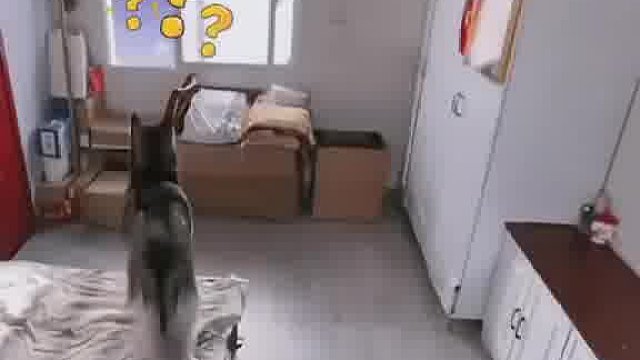 猫弄翻电视，一狗开窗溜走，另一狗呆立原地发懵