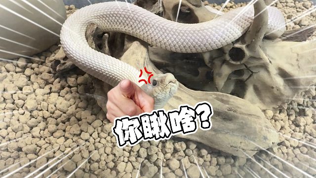 好消息：越狱的天价小蛇找回来了！ 坏消息：出去几天变横了！