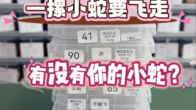 打包小蛇飞回家啦