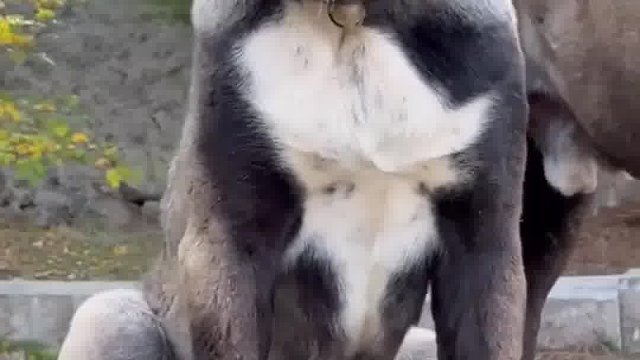 野狼偷袭了运送物资的牧羊人，坎高犬们及时出现护主