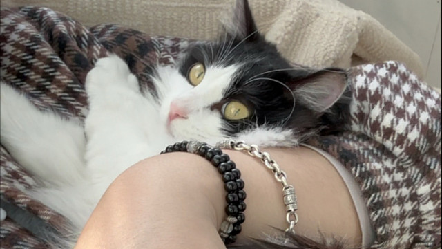 阳光下的小猫咪