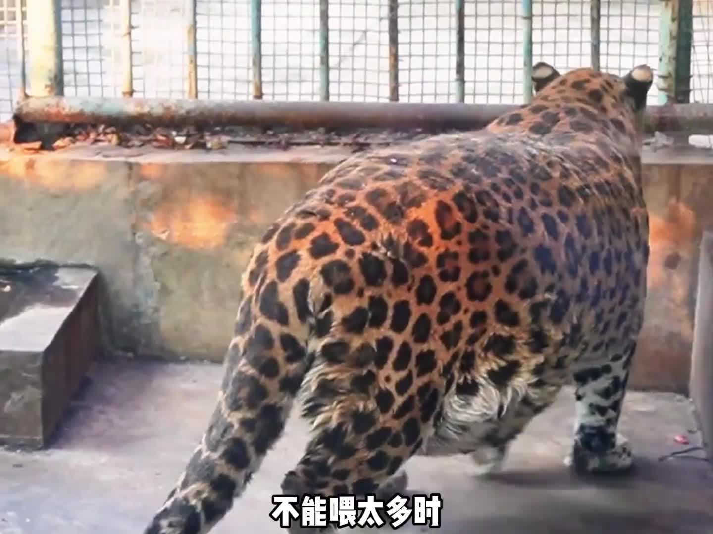 攀枝花动物园就连秃鹫都不秃了