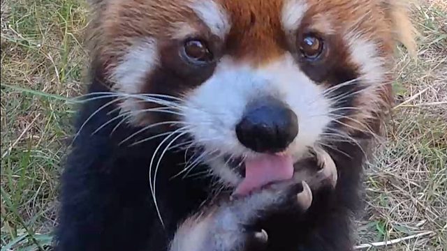 救命一进来就被小熊猫怼脸啦