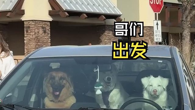 那些欢乐的动物视频！