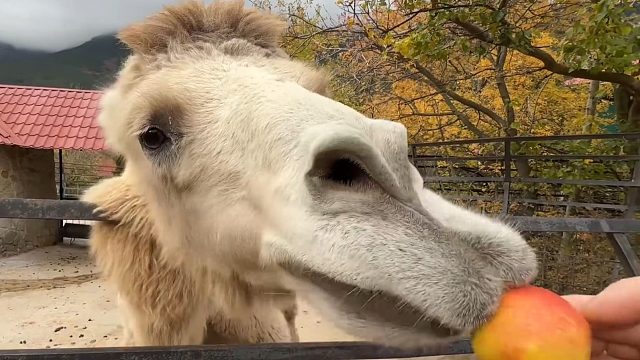 喂骆驼吃点小苹果