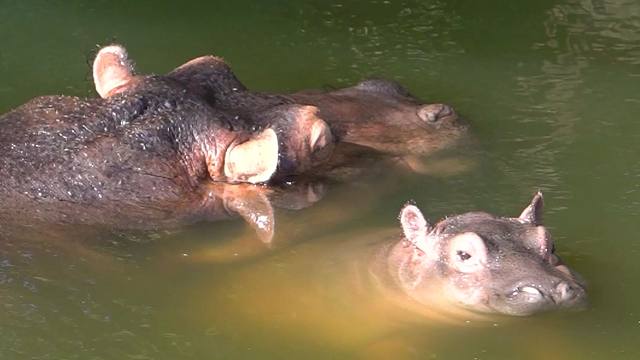 被妈妈当成小枕头