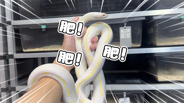 又一大肥蛇诞生，体型宛如一根水管