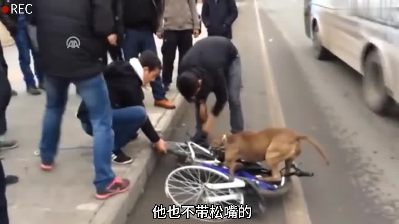 疯狂的比特犬咬住男子心爱的自行车轮胎死死不放开
