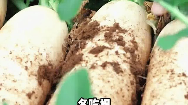冬天要吃根系蔬菜