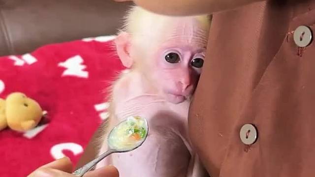 体弱多病的小猴子被猴妈妈抛弃，善良的小哥将其带回家照顾 