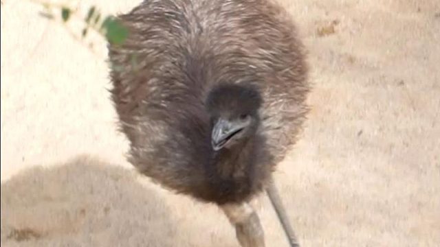 它逃，它追，这次是真的“插翅难飞”