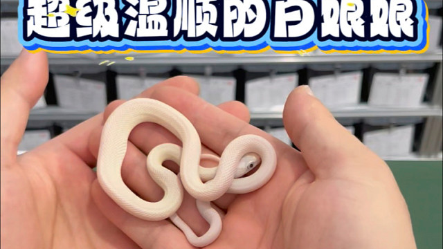 打包小蛇超温顺白娘