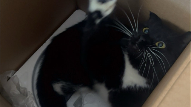 首先你要有一个箱子，它就会长出猫猫