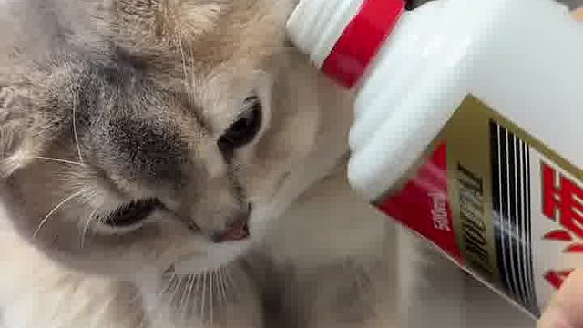 喵今天只办这一件事！