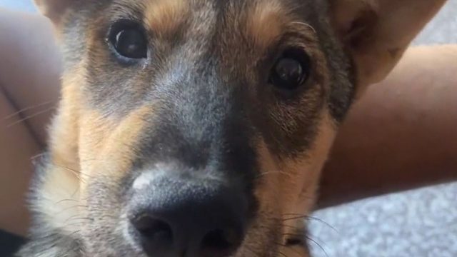 绝育了的大黄临死前生了小黄