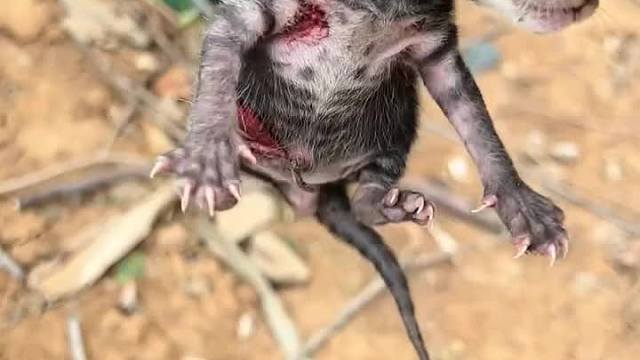 如果不爱请别伤害给流浪猫一个家吧