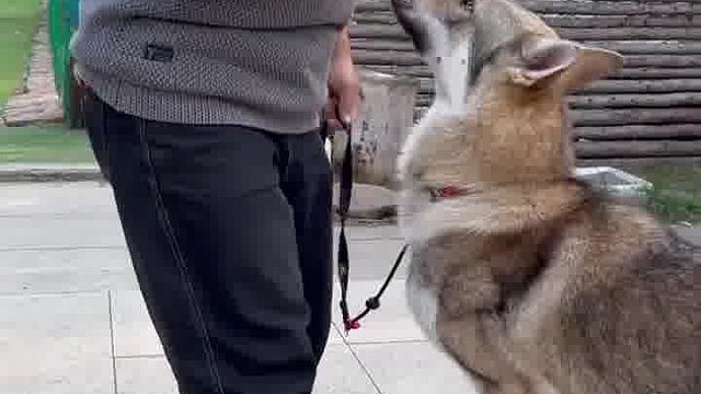 在家就能教狗狗后退