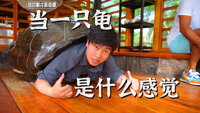 【陈睿】进入龟壳当一只龟，揭秘象龟家族的故事
