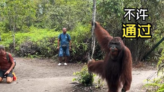 淡淡忧伤的动物视频！