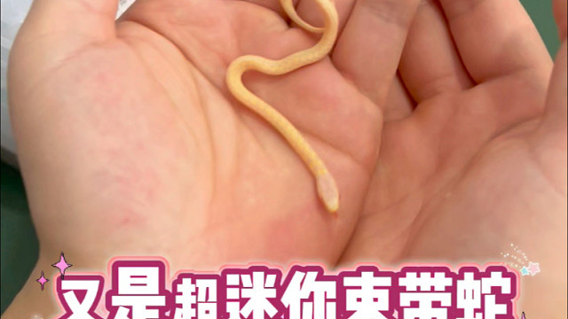 打包小蛇回新家啦