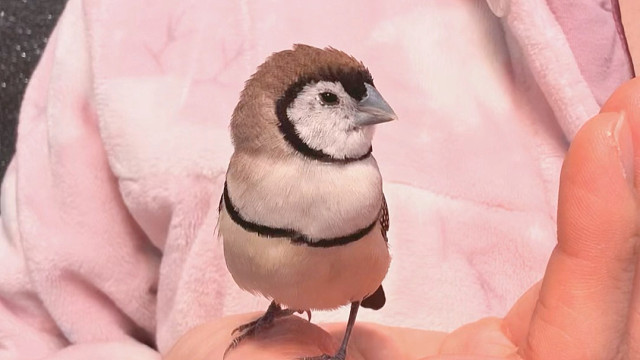 以防你没听过小鸟学猫叫