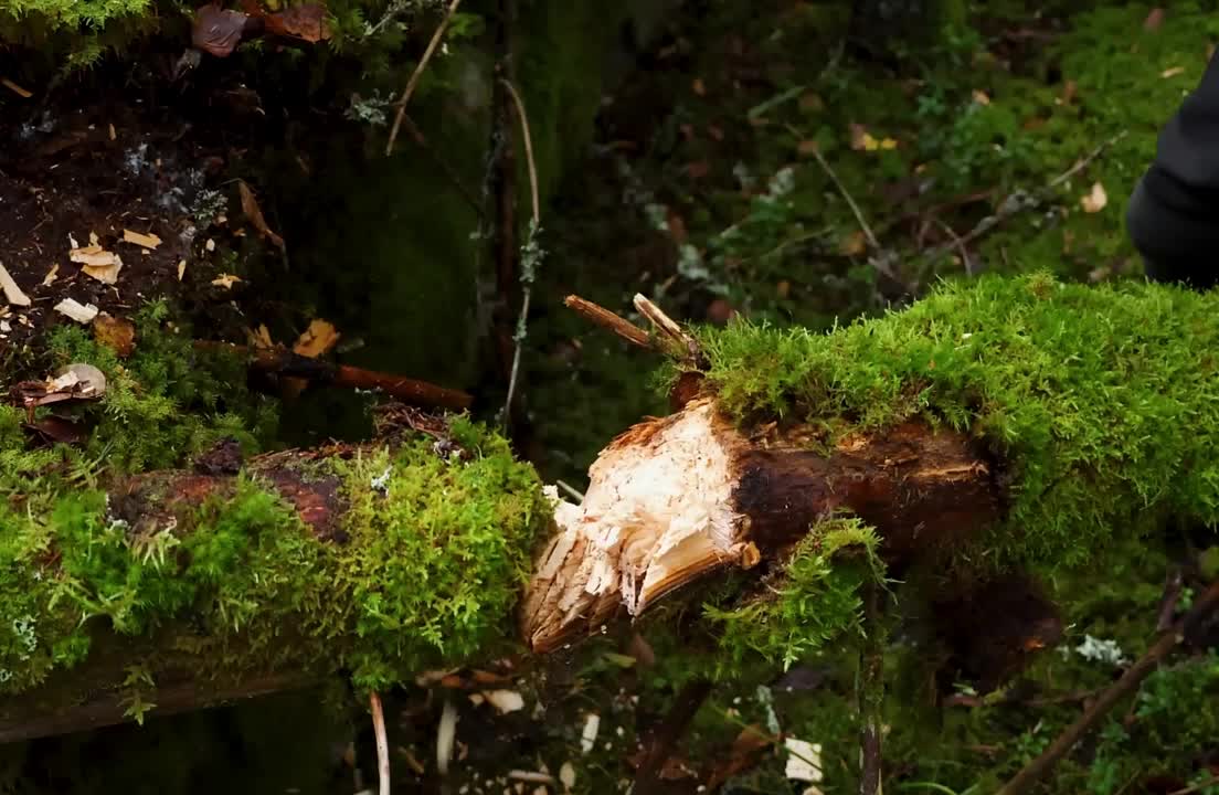 “谁能拒绝在睡前来一集解压荒野建造，看完保你美美睡上一觉”
