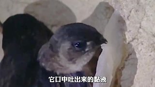 燕窩由燕子口水形成，我們竟把它當(dāng)寶貝，價(jià)格還那么貴，這是為啥