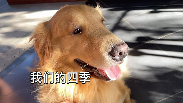 又是一年过去，我们好久不见！今年哈尼的医院来来往往很多流浪动物！