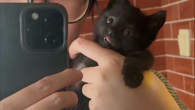 三只小怂猫开始熟悉新来的小家伙喽