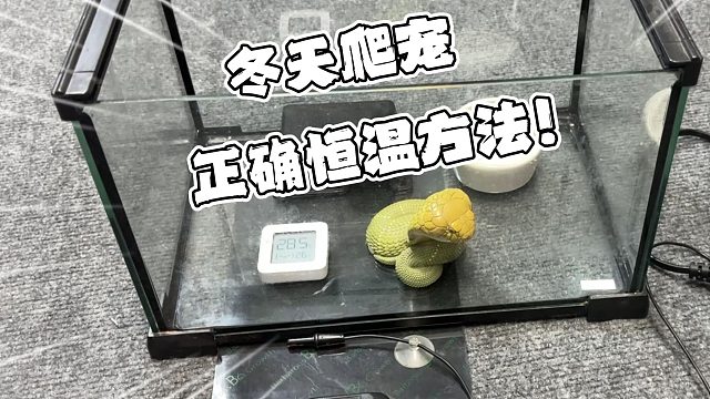 宠物蛇冬天正确加热方法！建议收藏以免不时之需！