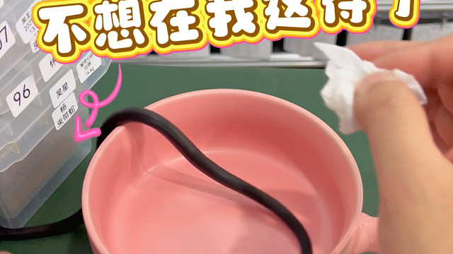 越狱的宠物蛇还能找到吗