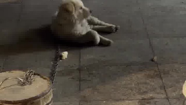 几个女生都在摸同一只狗狗，另一只狗狗直接失落的躺下了，小狗我才不在乎呢