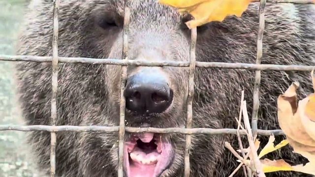 俄罗斯小熊抢零食，急出猪叫