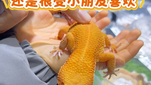 豹纹守宫很受欢迎