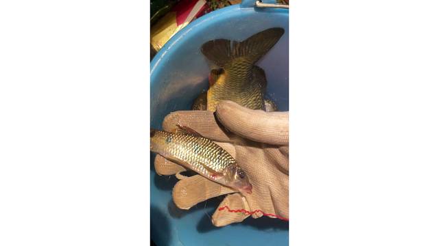 野钓小小爆护了一下