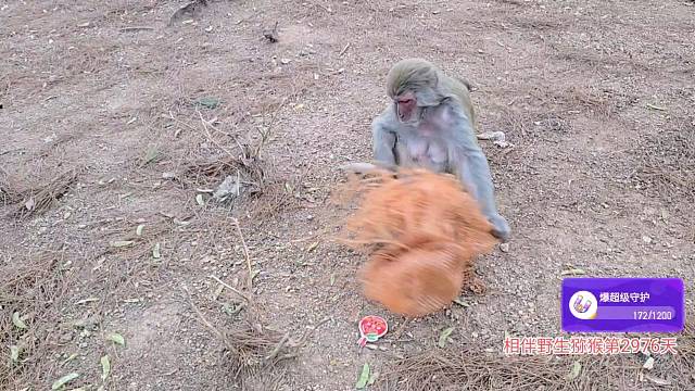 小公主说 你们喝的是啥呀？我也想尝尝