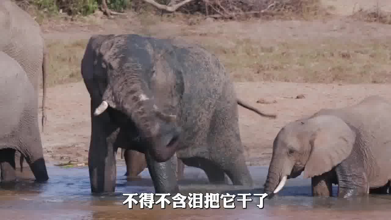 动物老是喝脏水，怎么也没见它生病呢？