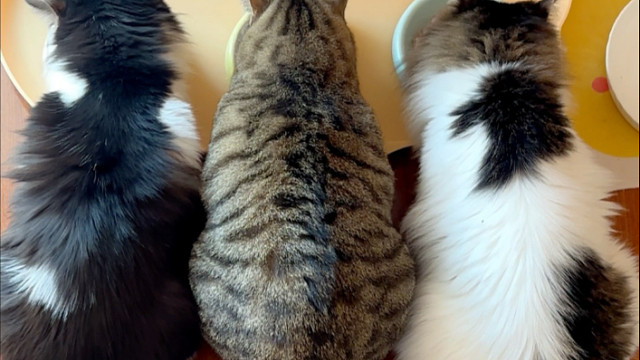 一些午休喂猫的碎碎念