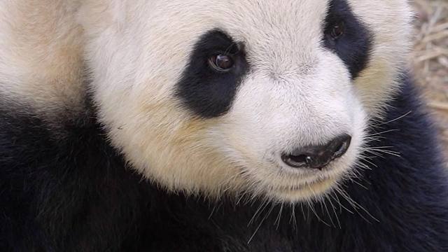 被奶爸看的有点小害羞