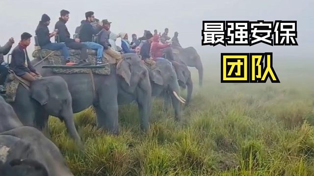 那些神奇的动物视频！！