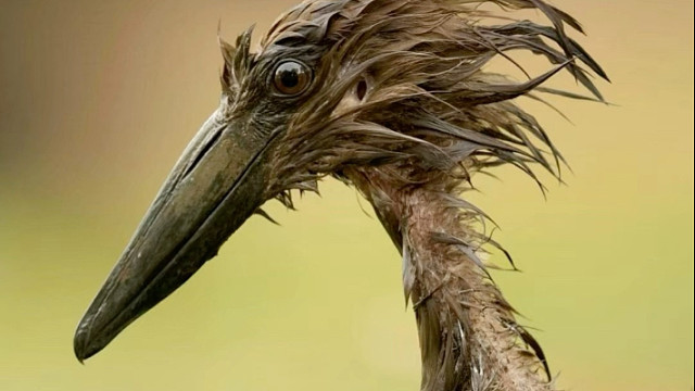 锤头鹳：像极了早高峰挤公交，偏偏又碰上大雨的你