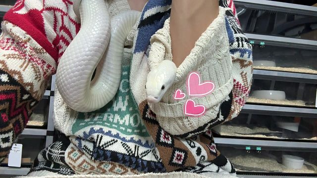 白娘娘：人！你真暖！给我贴一下