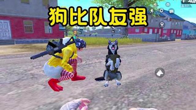 狗比队友有用的3个证据