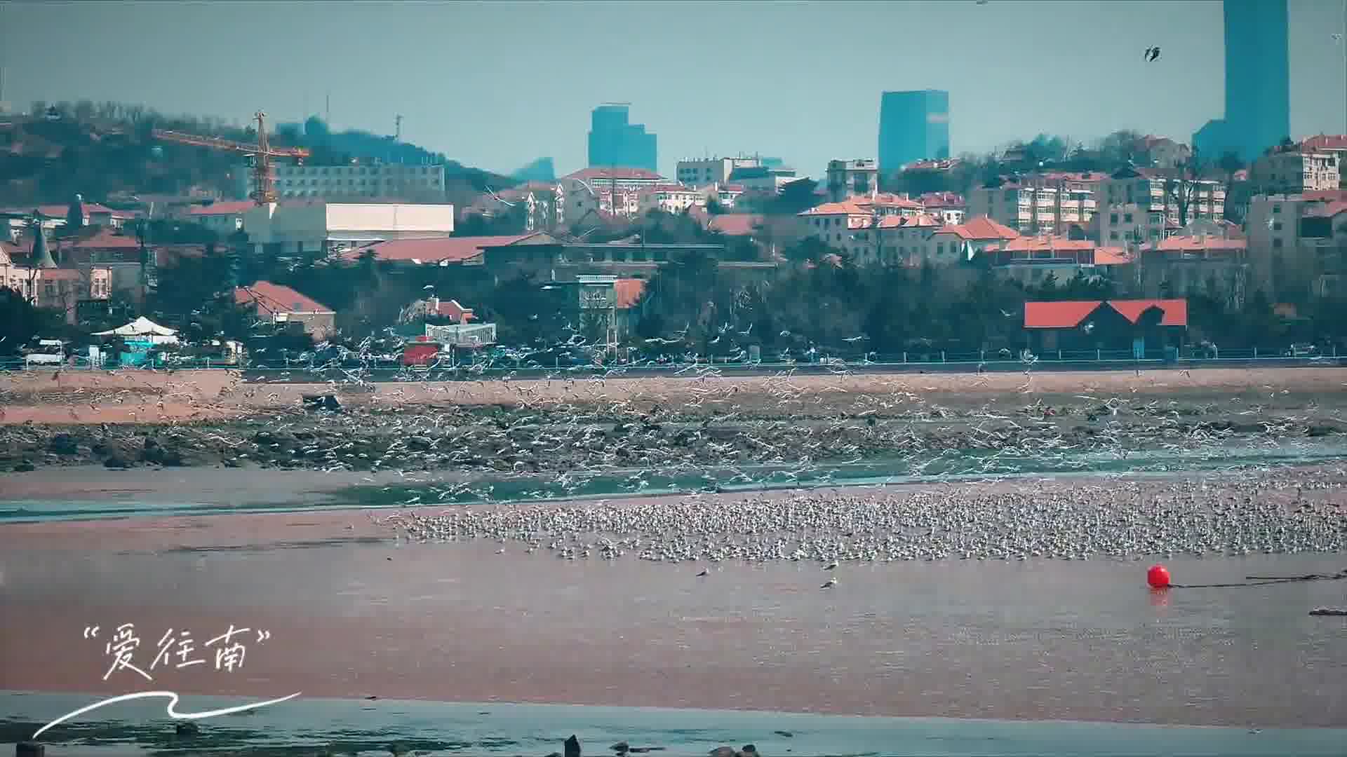 海鸥不语，却整齐划一！太震撼了！！！！总有一只海鸥为你停留！刷到2025年上岸    青岛