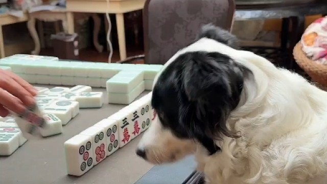狗狗打麻将的技术怎么那么好