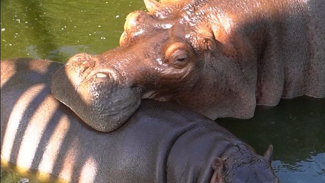 河马妈妈在线吸娃