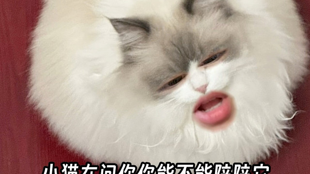 小猫在问你，能不能陪陪它