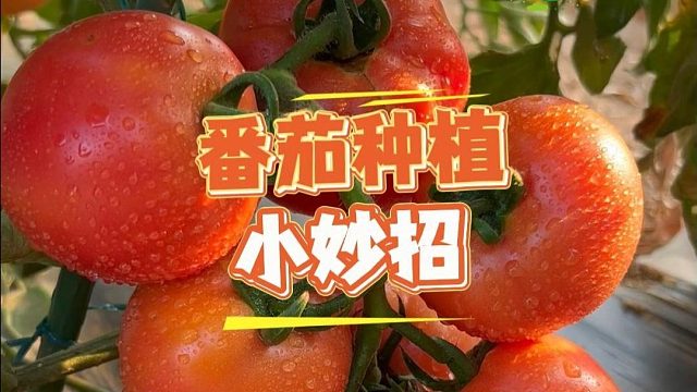 番茄要想结的多，你得这样做#番茄种植