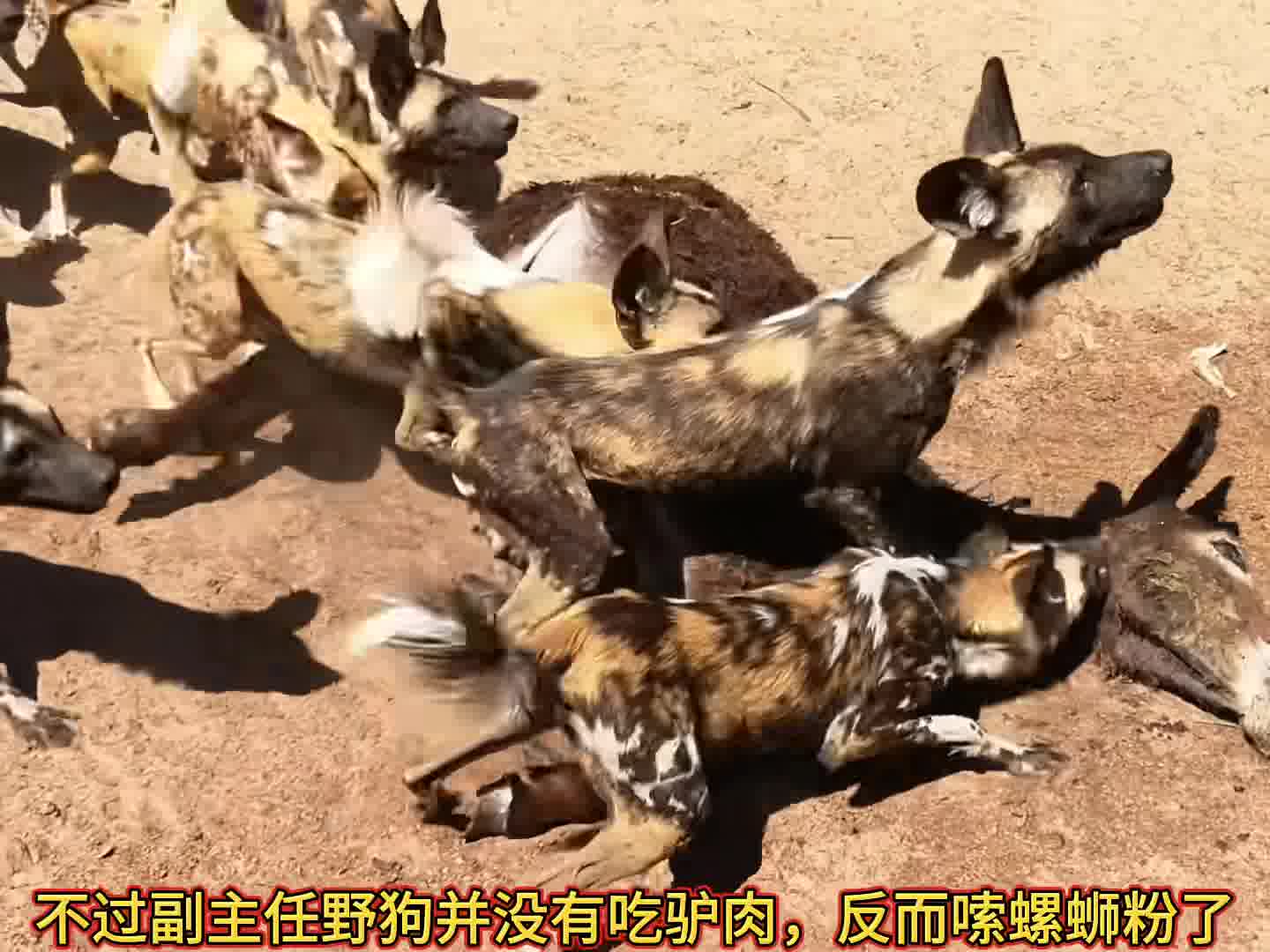 副主任野狗吃驴肉