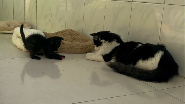 两个自来熟的小猫一起玩了